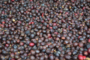 Wexford Coffee Roasters - Home Page - Coffee bean farm - Columbia - Brazil